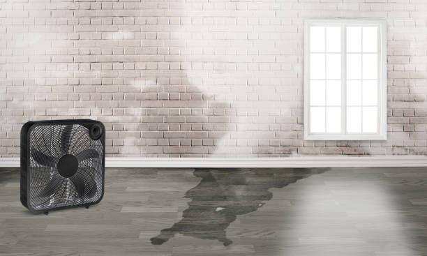 Best Carpet water damage restoration  in Inverness, IL